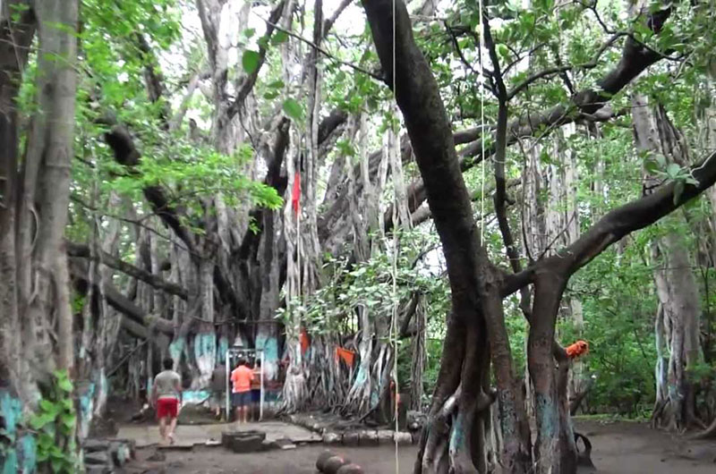 Places to visit near Shirdi Sai Baba Temple. Location to visit near Shirdi. #Shirdi #BestHotel #SaiBaba #ShirdiStay #Pemgiri #LargeBanyanTreeMaharashtra #BanyanTree